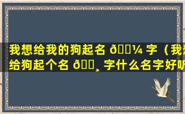 我想给我的狗起名 🌼 字（我想给狗起个名 🕸 字什么名字好听呢）